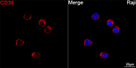 CD38 Antibody in Immunocytochemistry (ICC/IF)