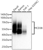 CD38 Antibody in Western Blot (WB)