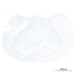 Orexin B Antibody in Immunohistochemistry (Paraffin) (IHC (P))