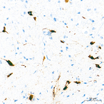 Orexin B Antibody in Immunohistochemistry (Paraffin) (IHC (P))