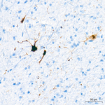 Orexin B Antibody in Immunohistochemistry (Paraffin) (IHC (P))