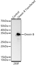 Orexin B Antibody in Western Blot (WB)