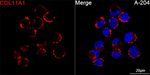 COL11A1 Recombinant Rabbit Monoclonal Antibody (8Z1X4)