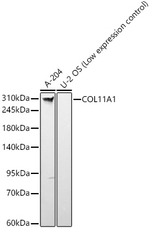 COL11A1 Antibody in Western Blot (WB)