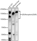 LDLR Antibody in Western Blot (WB)