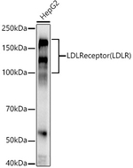 LDLR Antibody in Western Blot (WB)
