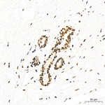 FTO Antibody in Immunohistochemistry (Paraffin) (IHC (P))