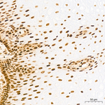 FTO Antibody in Immunohistochemistry (Paraffin) (IHC (P))