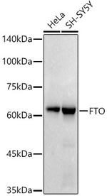 FTO Antibody in Western Blot (WB)