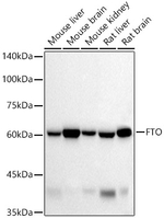 FTO Antibody in Western Blot (WB)