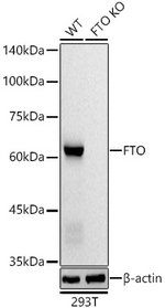 FTO Antibody in Western Blot (WB)