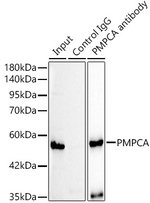PMPCA Antibody in Immunoprecipitation (IP)