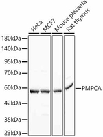 PMPCA Antibody in Western Blot (WB)