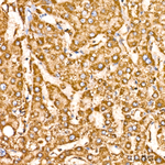HADHA Antibody in Immunohistochemistry (Paraffin) (IHC (P))