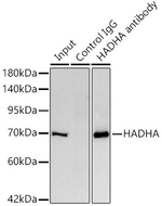 HADHA Antibody in Immunoprecipitation (IP)