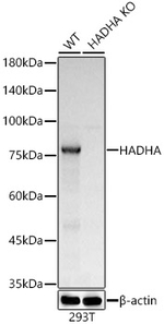 HADHA Antibody in Western Blot (WB)