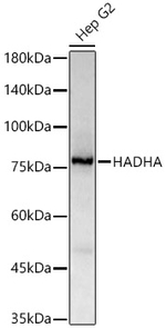 HADHA Antibody in Western Blot (WB)