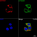 DHTKD1 Antibody in Immunocytochemistry (ICC/IF)