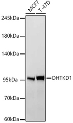DHTKD1 Antibody in Western Blot (WB)