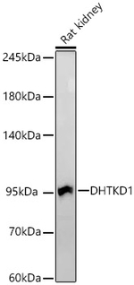 DHTKD1 Antibody in Western Blot (WB)