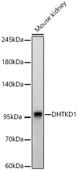 DHTKD1 Antibody in Western Blot (WB)