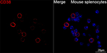 CD38 Recombinant Rabbit Monoclonal Antibody (2G8U9)