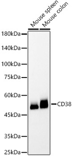 CD38 Antibody in Western Blot (WB)