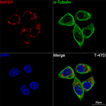 MIPEP Antibody in Immunocytochemistry (ICC/IF)