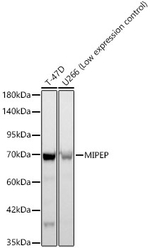 MIPEP Antibody in Western Blot (WB)