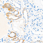 Uromodulin Antibody in Immunohistochemistry (Paraffin) (IHC (P))