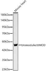 Uromodulin Antibody in Western Blot (WB)