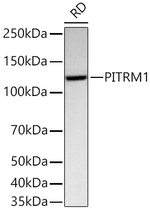 PITRM1 Antibody in Western Blot (WB)