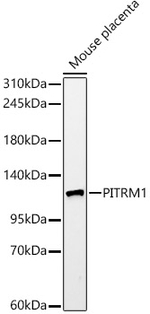 PITRM1 Antibody in Western Blot (WB)