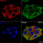 PABPC1 Antibody in Immunocytochemistry (ICC/IF)