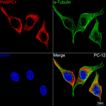 PABPC1 Antibody in Immunocytochemistry (ICC/IF)
