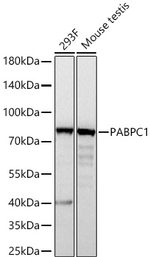PABPC1 Antibody in Western Blot (WB)