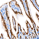HNF4G Recombinant Rabbit Monoclonal Antibody (4S10Y4)