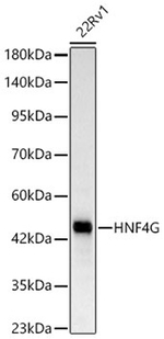 HNF4G Antibody in Western Blot (WB)