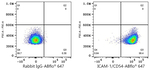 ICAM-1 Antibody in Flow Cytometry (Flow)