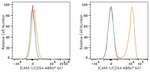 ICAM-1 Recombinant Rabbit Monoclonal Antibody (7A4X3)