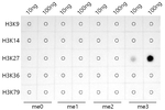 H3K27me3 Antibody in Dot Blot (DB)