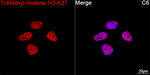 H3K27me3 Antibody in Immunocytochemistry (ICC/IF)