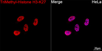H3K27me3 Recombinant Rabbit Monoclonal Antibody (4P9H1)