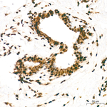 H3K27me3 Antibody in Immunohistochemistry (Paraffin) (IHC (P))