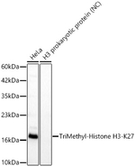 H3K27me3 Antibody in Western Blot (WB)