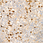 Kappa Light Chain Recombinant Rabbit Monoclonal Antibody (2N9S4)