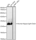 Kappa Light Chain Antibody in Western Blot (WB)