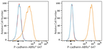 P-cadherin Antibody in Flow Cytometry (Flow)