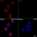 FHL5 Antibody in Immunocytochemistry (ICC/IF)