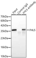 FHL5 Antibody in Immunoprecipitation (IP)